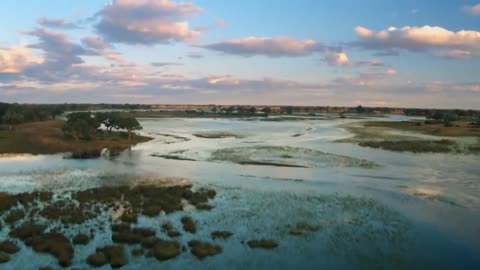 Hippo vs Lion Clan | Natural World | BBC Earth