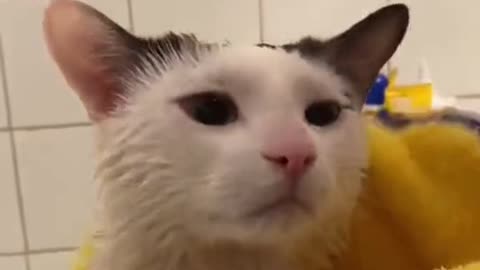 These Cats Videos will put your mood better