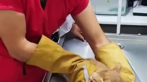 DOCTOR TRY TO GIVE INJECTION TO THE CAT AND SEE THE REACTION OF THE CAT