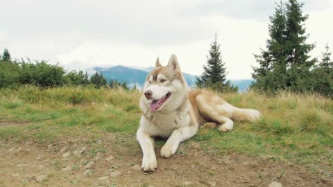 Lovely pets - huskies