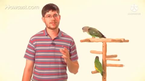 How to teach your parrot to talk