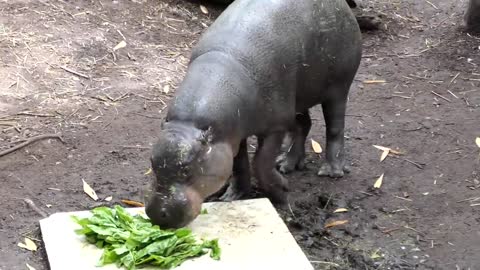 Obi enjoys a leafy snack