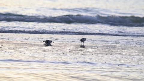 Sanderlings Are Funny Little Birds