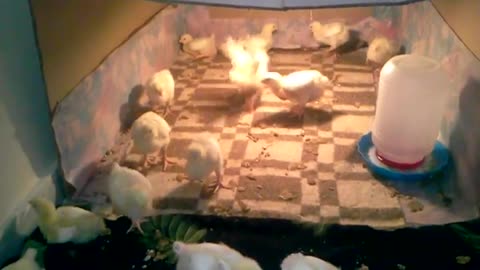 Raising poultry at home in a new way