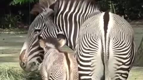 S'pore Zoo welcomes 1st zebra foal from endangered species