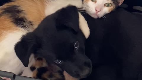 Puppy Snuggles with Kittens