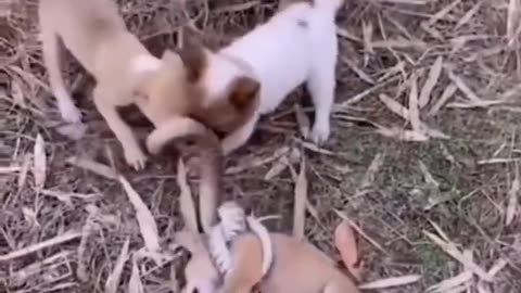 Brave Baby Dogs Rescue Friend from Python Attack