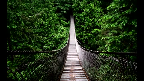 Rain and birds in the woods sounds #calm #sleeping# nature#forest#SoftcoreChillMusic