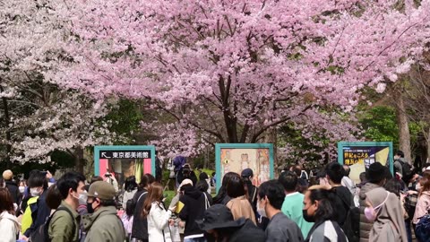 The Art and Beauty of Japan's