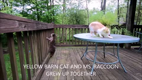 MS RACCOON AND YELLOW BARN CAT EVERY MORNING TAKE A WALK AND PLAY IN THE WOODS TOGETHER....!