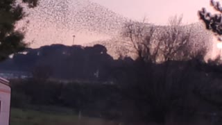 birds in the sky of Rome, Italy