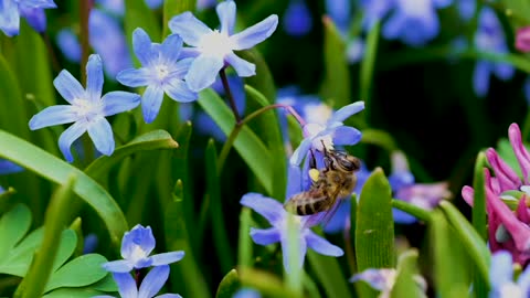 flower,flower video,nature