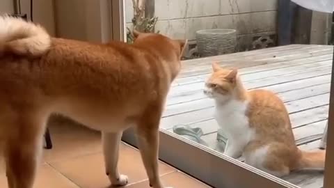 Funny animals, funnt dog, funny cat