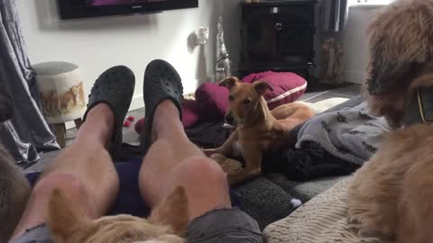 Obi The Talkative Lurcher Throws A Tantrum