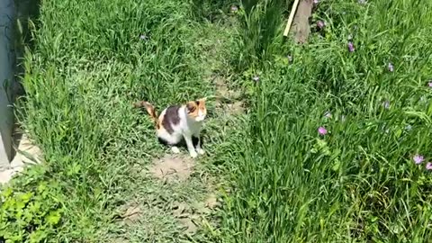 Cute cat walking on the lawn. This cat is so cute.