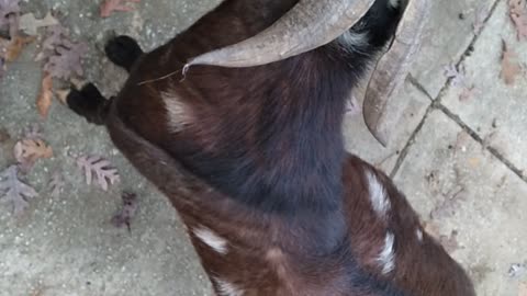 Playful Boer Buck