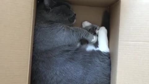 Box cat