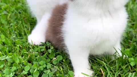 "Gorgeous Whiskers and Mesmerizing Stare: Marvelous Kittens with Enchanting Blue Eyes!"