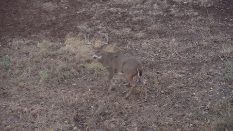 Michael Waddell Bags a Giant 8 Pointer