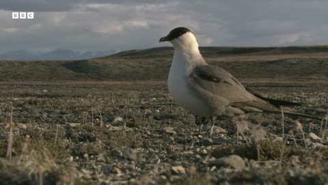 Snowy Owls Commitment to Parenthood Animal Super Parents BBC Earth