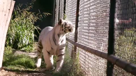 The talented felines and their trainers from Ukraine impress on the AGT stage.