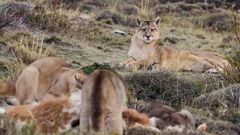 Lady Lion attacking technique wildlife video