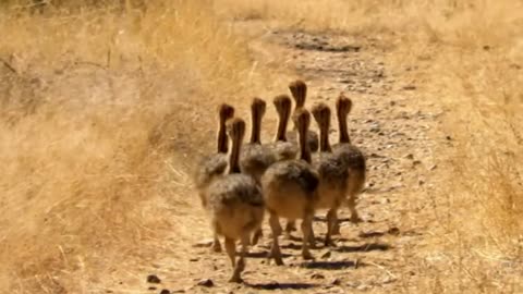 Baby Ostriches Hatching from Eggs