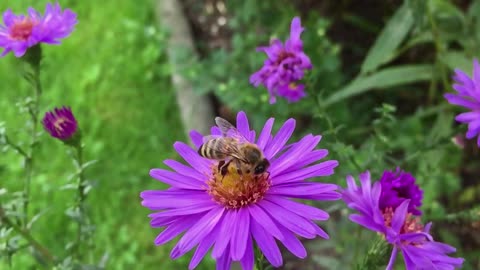 Bee Insect Blossom Bloom Nature Animals