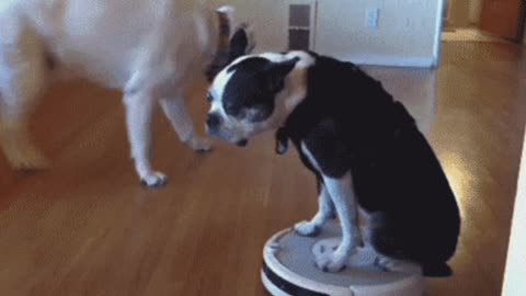 Three dogs and a dog on the vacuum.