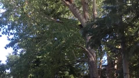 Mama Bear and Cubs Climb Tree in Shopping Venue