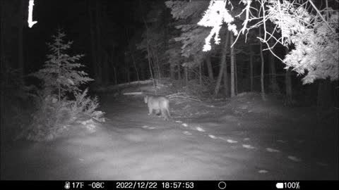 Upper Peninsula Mountain Lion