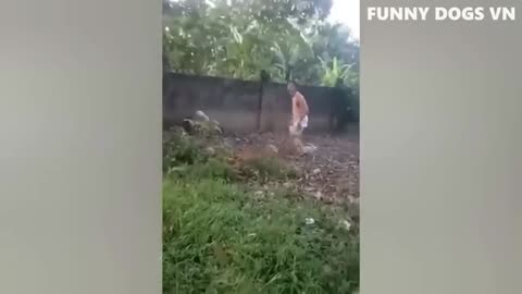 FUNNY DOGS