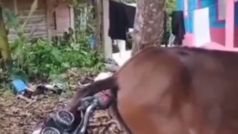 Horse enjoy the handle