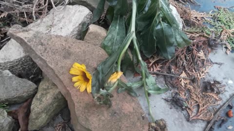 It became known what the frost did to Calendula