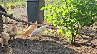 OMC! Friendly flock and an evening worm hunt! 🐔🐛😊 #chickens #hens #flock #feeding #worms #shorts