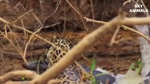 Amazing Snake Python King Cobra Big Battle In The Desert Mongoose Amazing Attack of Animals