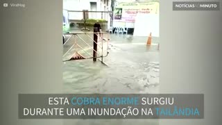 Cobra gigante é encontrada em inundação na Tailândia