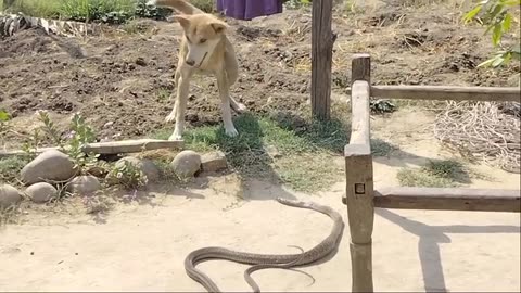 Funny- Dog & Snake