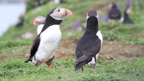 Puffins, Lunga, Tresnish Islands 🦩🦢🦃