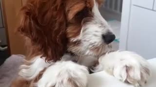 Dog Waiting To Take A Shower