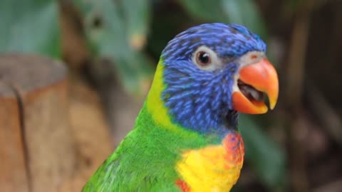 Watch the beauty of this wonderful parrot