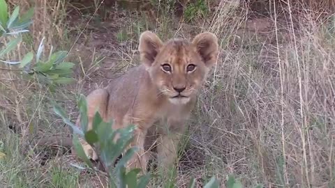 Man Saved A Baby Lion, Look How The Lion Reacted Years Later