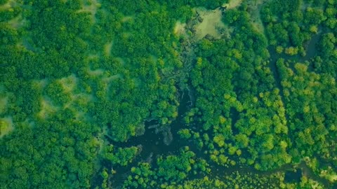 The Majestic Beauty of Forests and Wildlife 🌳🦉