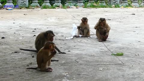 Monkey and Green Snake Attack - Funny Video