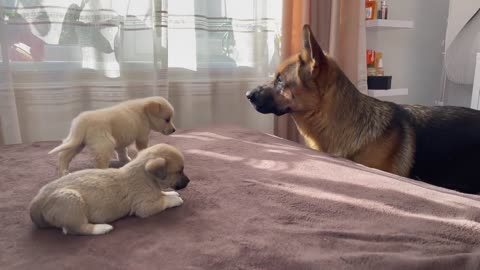 German Shepherd Meets Puppies for the first time