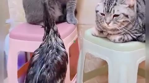 Funny cat and animals videos