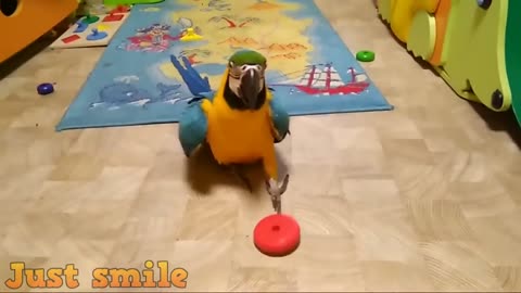 NEW Super Cute And Funny Parrots Compilation Different angles Funny Moments