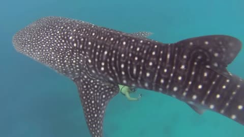 Beautiful marine creatures play with beautiful divers