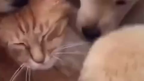 ❤️Puppies playing with cat❤️so cute