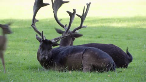 Two fallow deer stags rest and graze in a meadow by a forest on a sunny day - closeup